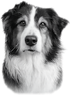 A black and white australian shepherd named Ki